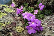 Primavera al Monte Campo con distese di crocus e al Laghetto di Pietra Quadra in progressivo disgelo il 24 maggio 2018 - FOTOGALLERY